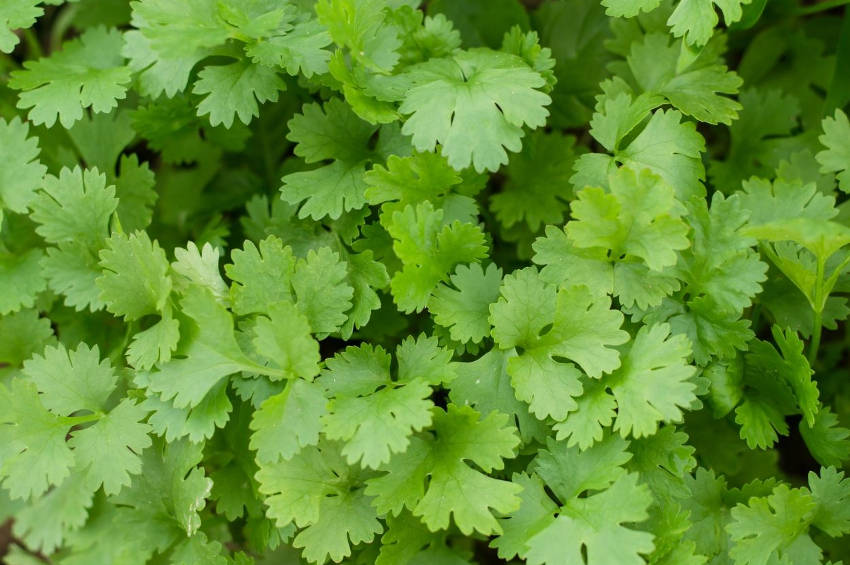 Coriander Leaves